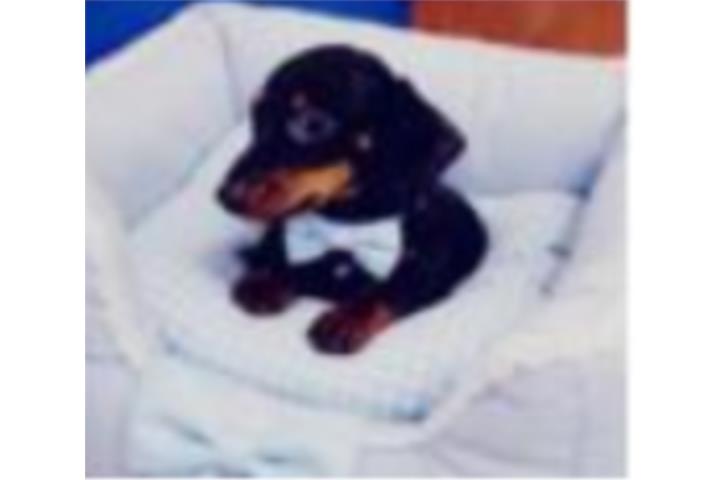 Salchicha Puerto Rico