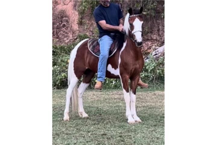 Elegante pinta joven fina