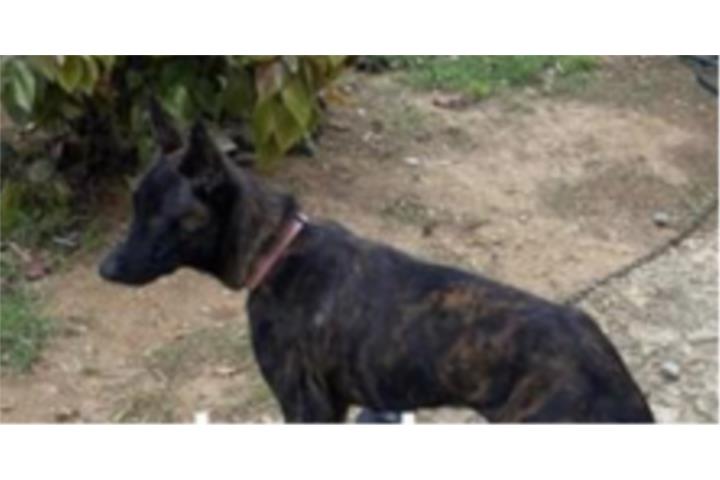 Pastor holandes Puerto Rico