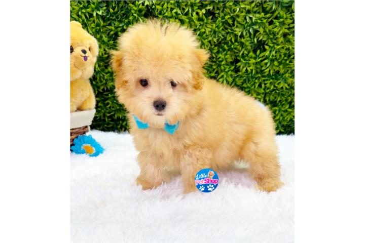 MALTIPOO TOY NENE