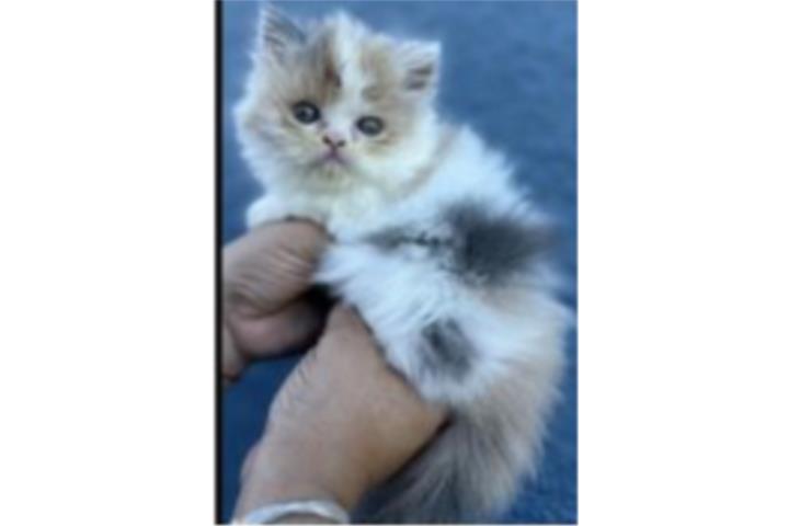 Gatita calica bella  Puerto Rico