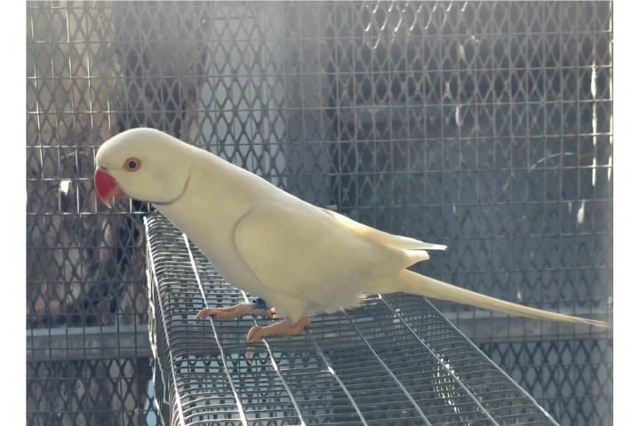 Ringneck macho adulto pallidino