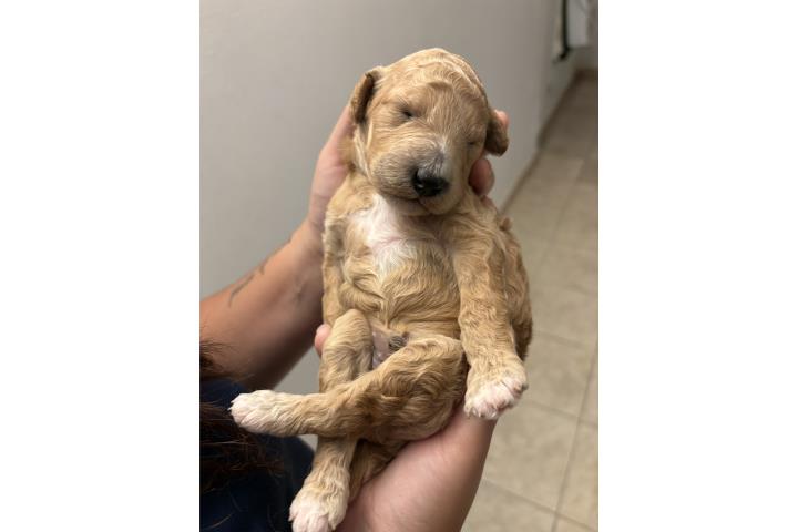 Poodle Mediano Macho  Puerto Rico