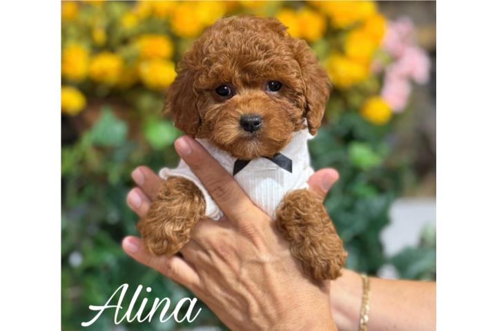 Puppy Land - Alina AKC Toy Poodle Puerto Rico