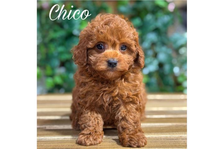 Puppy Land - Chiko AKC Toy Poodle Puerto Rico