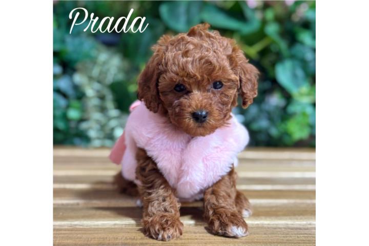 Puppy Land - Prada AKC Toy Poodle Puerto Rico