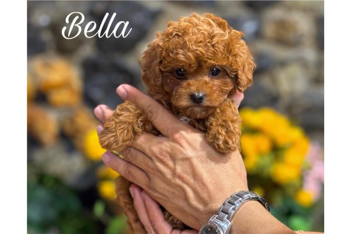 Puppy Land - Bella AKC Toy Poodle Puerto Rico