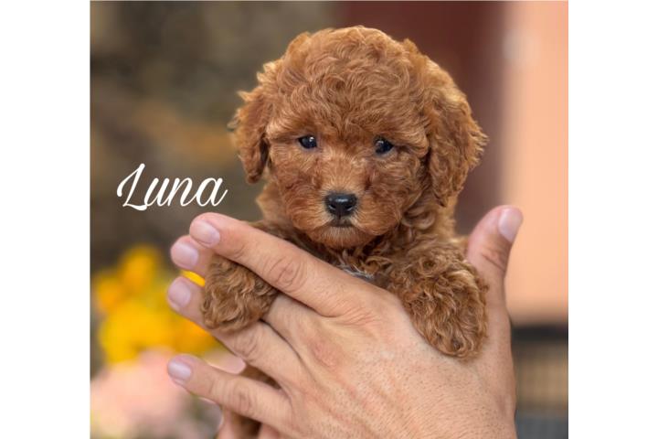 Puppy Land - Luna Toy Cavapoo Puerto Rico