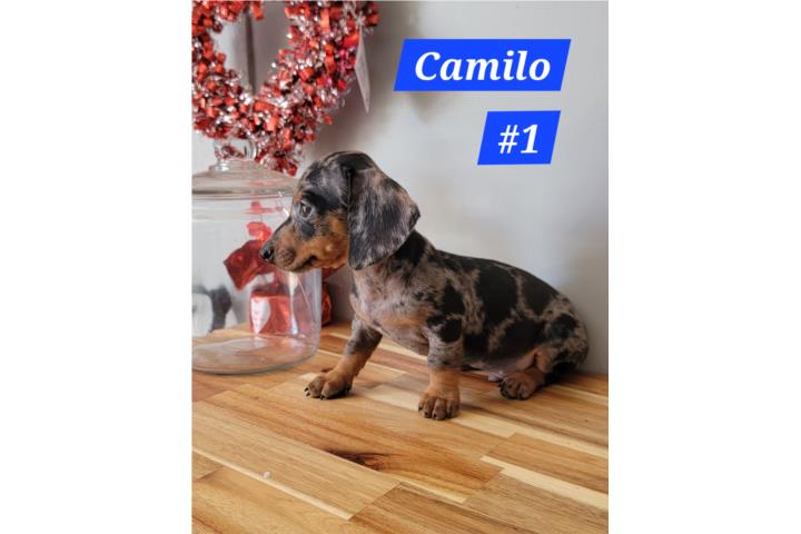 Salchicha color Exótico  Puerto Rico