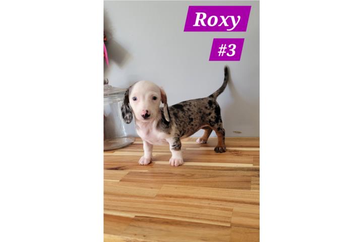 Salchicha ojos azules color exótico hembra  Puerto Rico