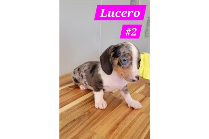 Salchicha hembra color exótico ojos azules  Puerto Rico