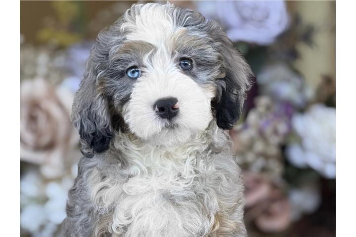 Mini Bernedoodle Nena Merle - Los Osos PR
