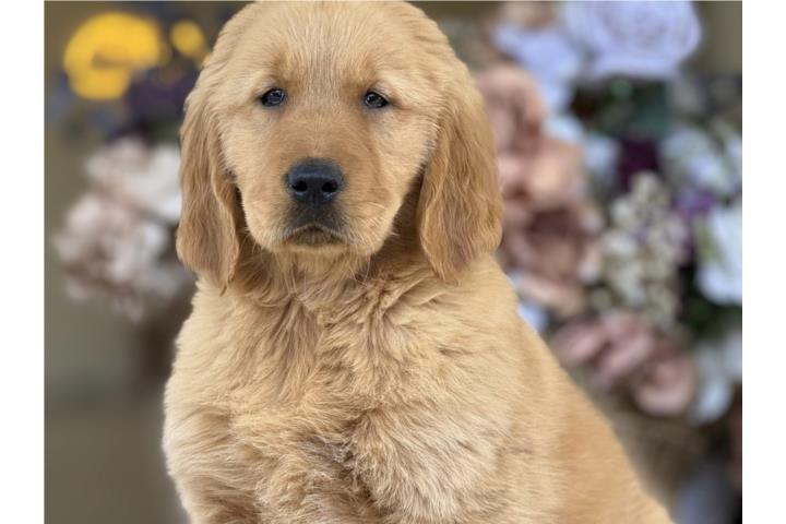 Big Bone! Golden Retreiver XXL AKC - Los Osos PR Puerto Rico
