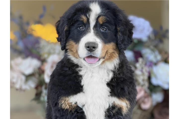 Bernese Mountain Dog - Los Osos PR