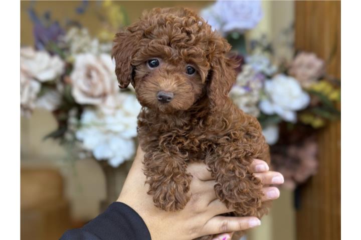 Mini Poodle Bien Roja ACA - Los Osos PR
