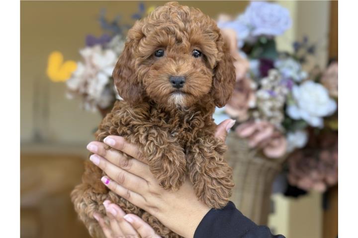 Mini Poodle Hermosa ACA - Los Osos PR Puerto Rico