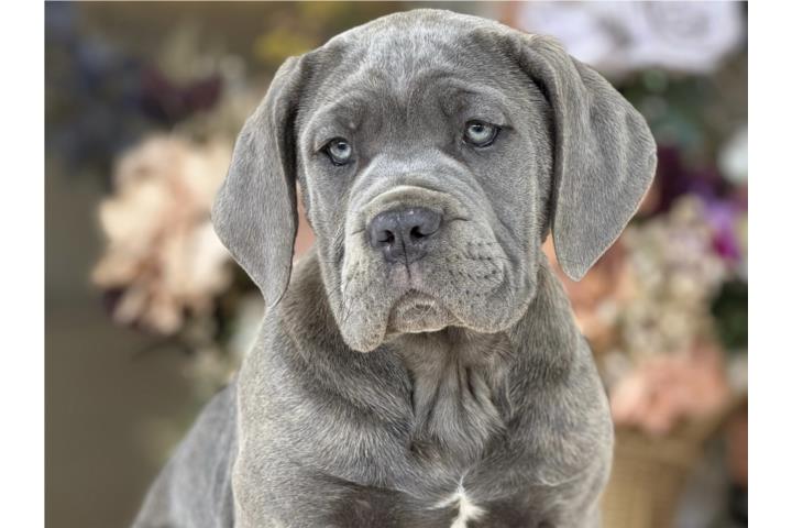 Cane Corso nena ICCF - Los Osos PR
