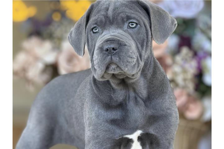 Cane Corso Macho ICCF - Los Osos PR Puerto Rico