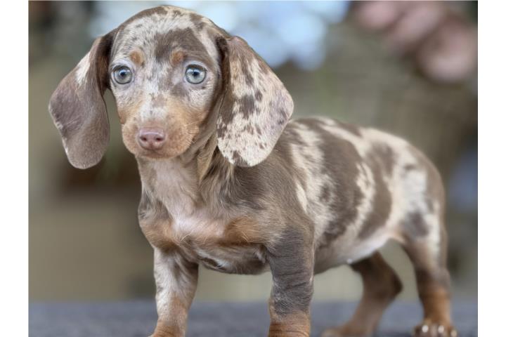 Dachshund Perrita Salchicha - Los Osos PR