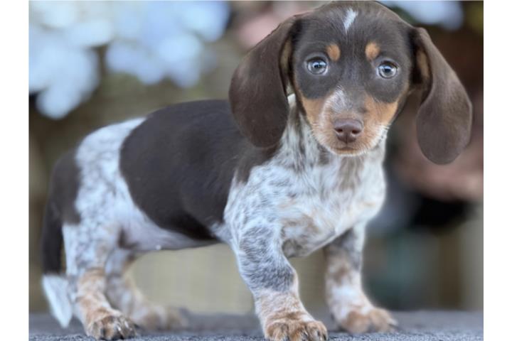 Perrita Dachshund Salchicha - Los Osos PR