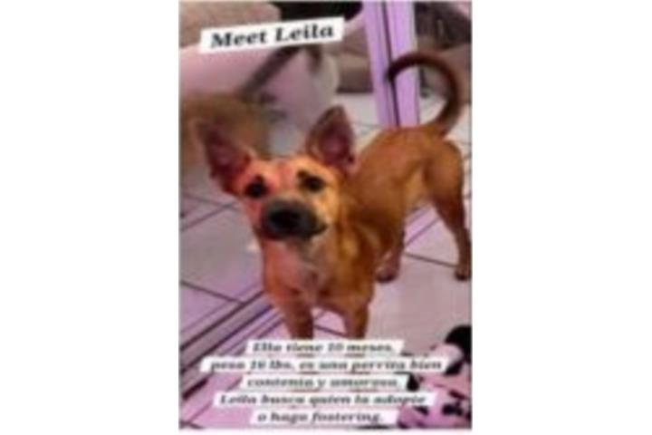 Leila Busca Hogar Puerto Rico