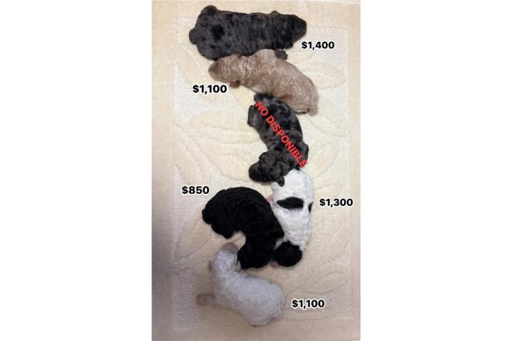 Mini Poodle nenes (variedad de colores) Puerto Rico