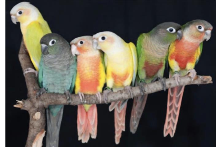 Variedad de green cheek (( bebe )) Puerto Rico