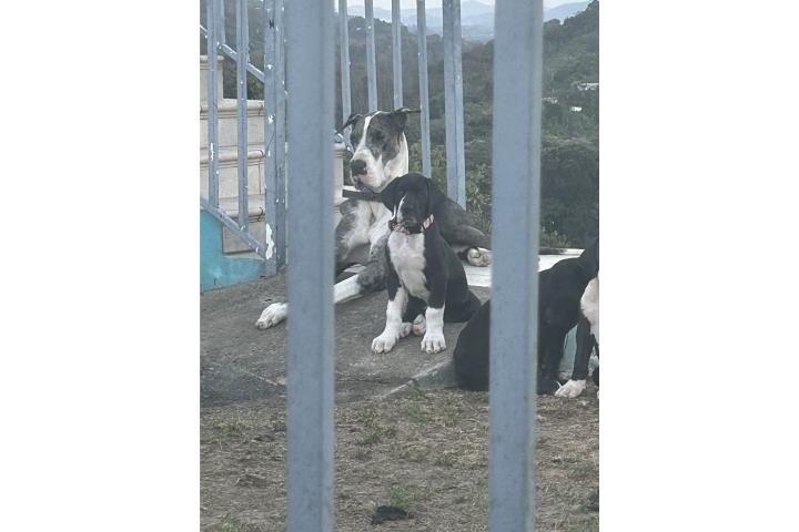 Hermosos Cachorros Gran Danés Puerto Rico