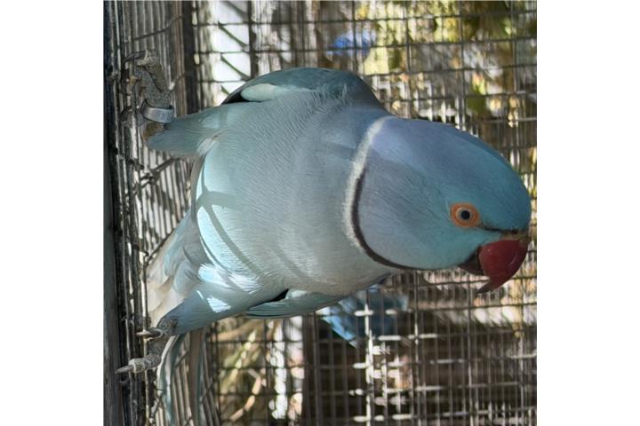 Ringneck macho adulto Puerto Rico