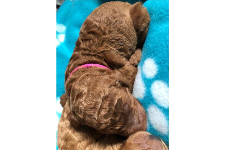 DARA - Goldendoodle Standard Hembra F1BB Puerto Rico