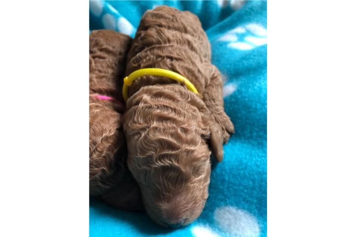 LOTUS - Goldendoodle Standard Hembra F1BB Puerto Rico