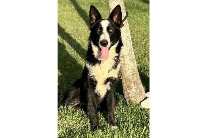 German Shepherd panda macho AKC Puerto Rico