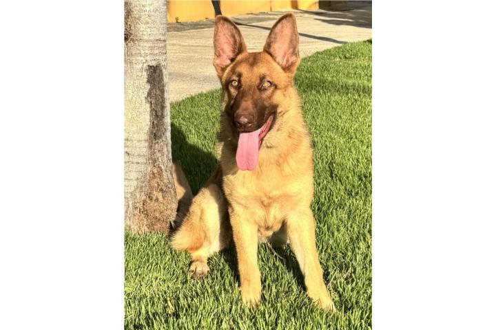 German Shepherd liver AKC Puerto Rico