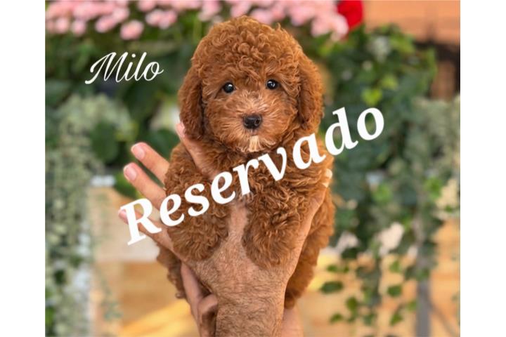 Puppy Land - Red Toy Poodle Nene AKC