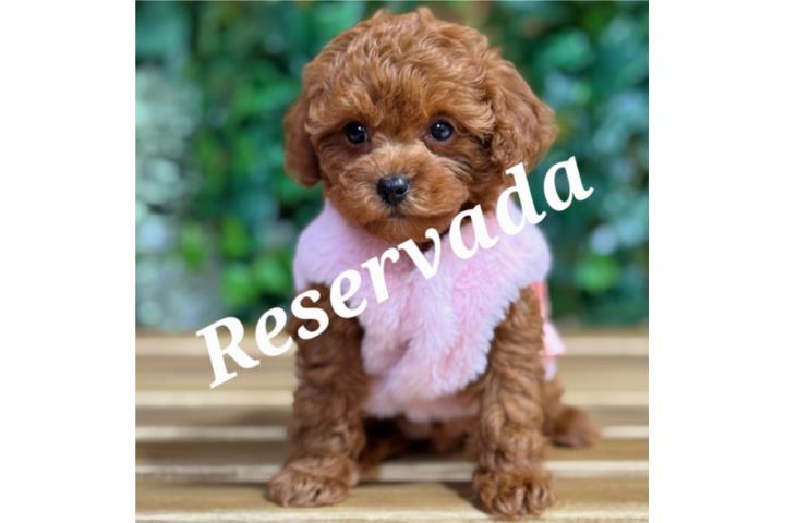 Puppy Land - Chanel AkC Toy Poodle Puerto Rico