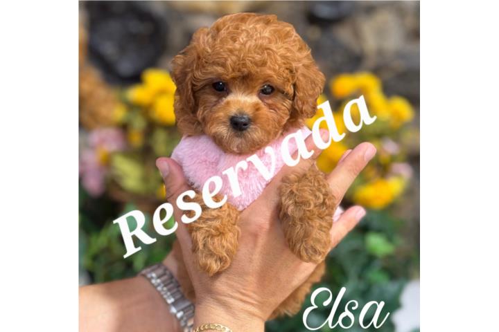 Puppy Land - Elsa AKC Toy Poodle Puerto Rico