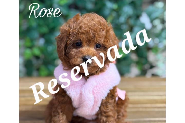 Puppy Land - Rose AKC Toy Poodle Puerto Rico