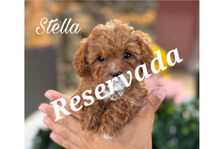 Puppy Land - Stella Toy Cavapoo Puerto Rico
