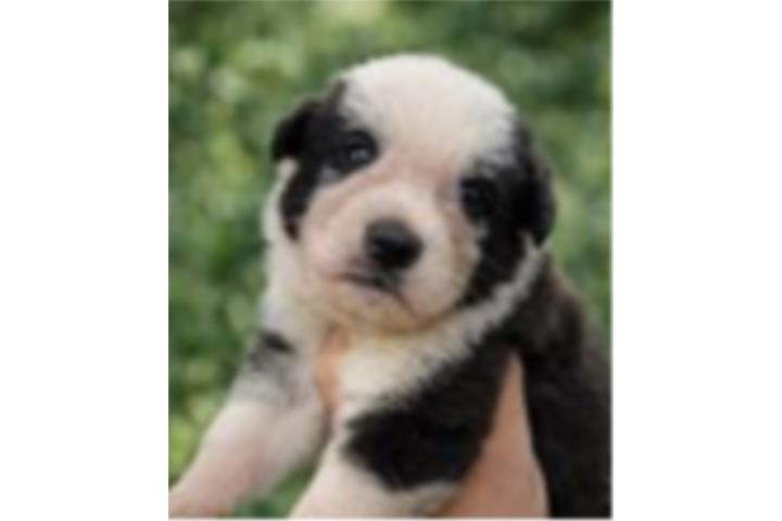 German Shepherds AKC Puerto Rico