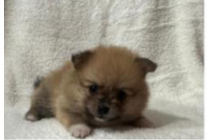 Pomerarian Hebra de 1 Mes de nacida Bella Puerto Rico