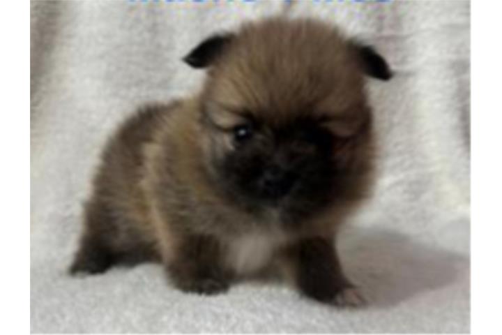 Pomerarian Macho 1 Mes de nacido Solo $800 Puerto Rico