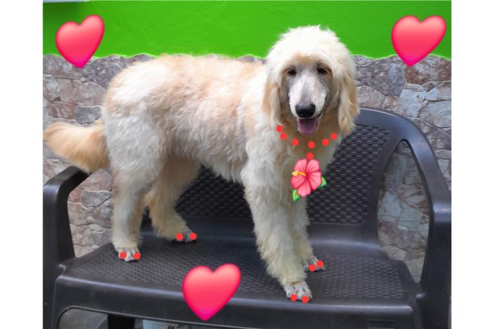 GOLDENDOODLE ENGLISH CREAM POCOS EN PR Puerto Rico