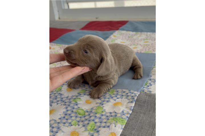 Dachshund (salchicha) hembras mini  Puerto Rico