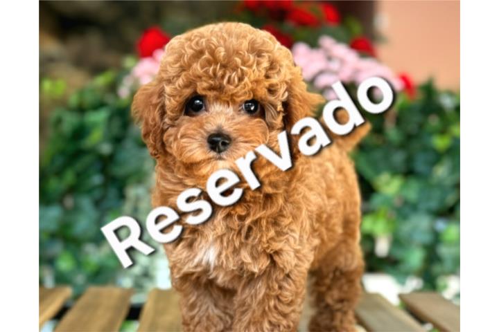 Puppy Land - Toy Poodle Red Nene AKC