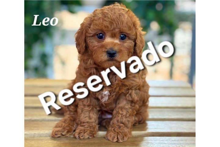 Puppy Land - Leo AKC Toy Poodle Puerto Rico