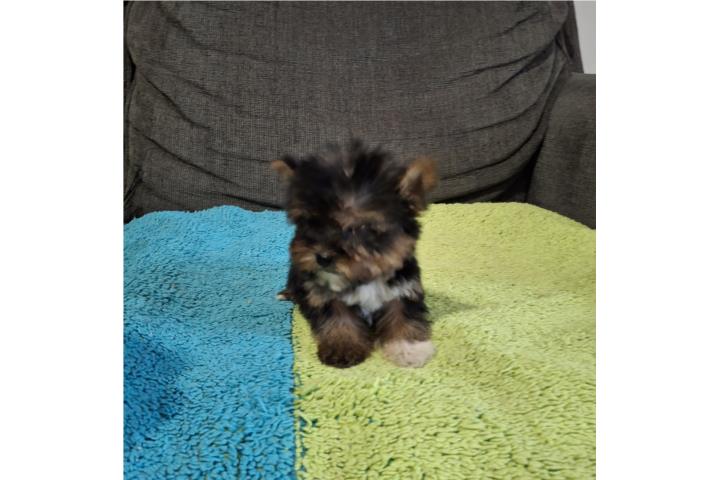 YORKIE TOY MACHO BLACK & GOLD Puerto Rico