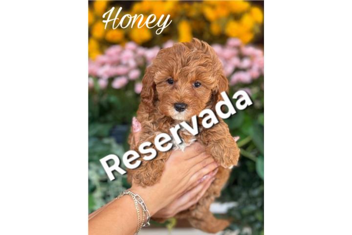 Puppy Land - Honey Mini Cavapoo nena Puerto Rico