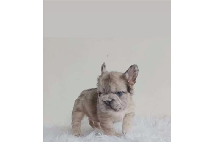French Bull Dog Fluffy Puerto Rico