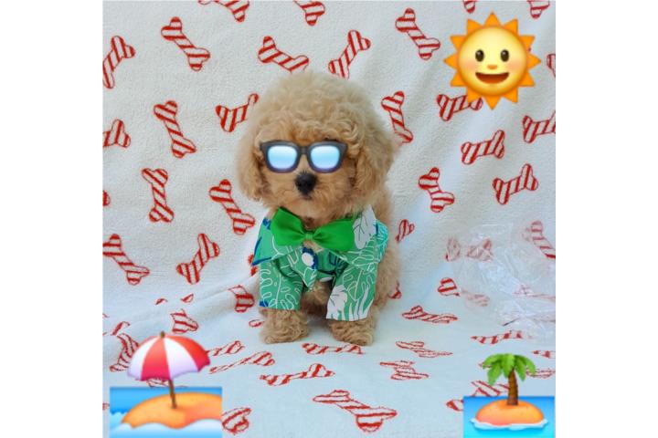 POODLE CHIQUITITO MACHO Puerto Rico