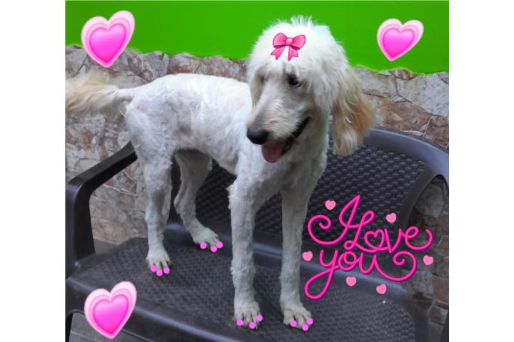 GOLDENDOODLE ENGLISH CREAM POCOS EN PR Puerto Rico